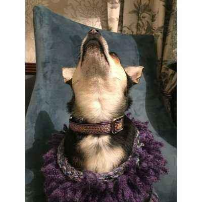 Dog sitting on chair with a blue pillow wearing a purple sweater, looking up.
